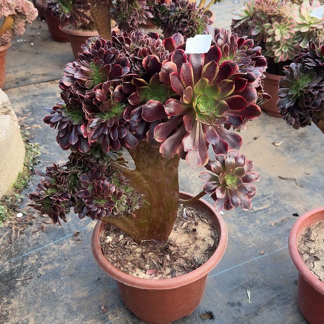 淡***定女郎欧嘉莉修护他