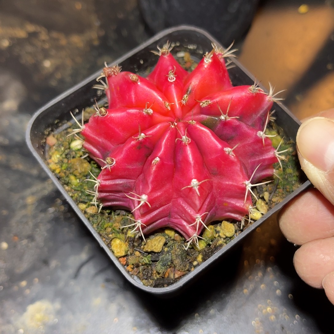 米哈牡丹锦一物一拍