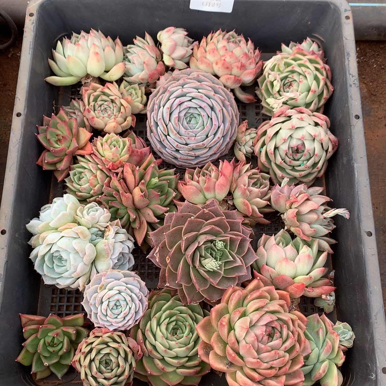 【闪购商品】云552号1框