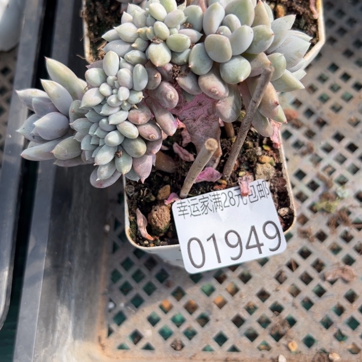 幸运儿是一位非常优秀