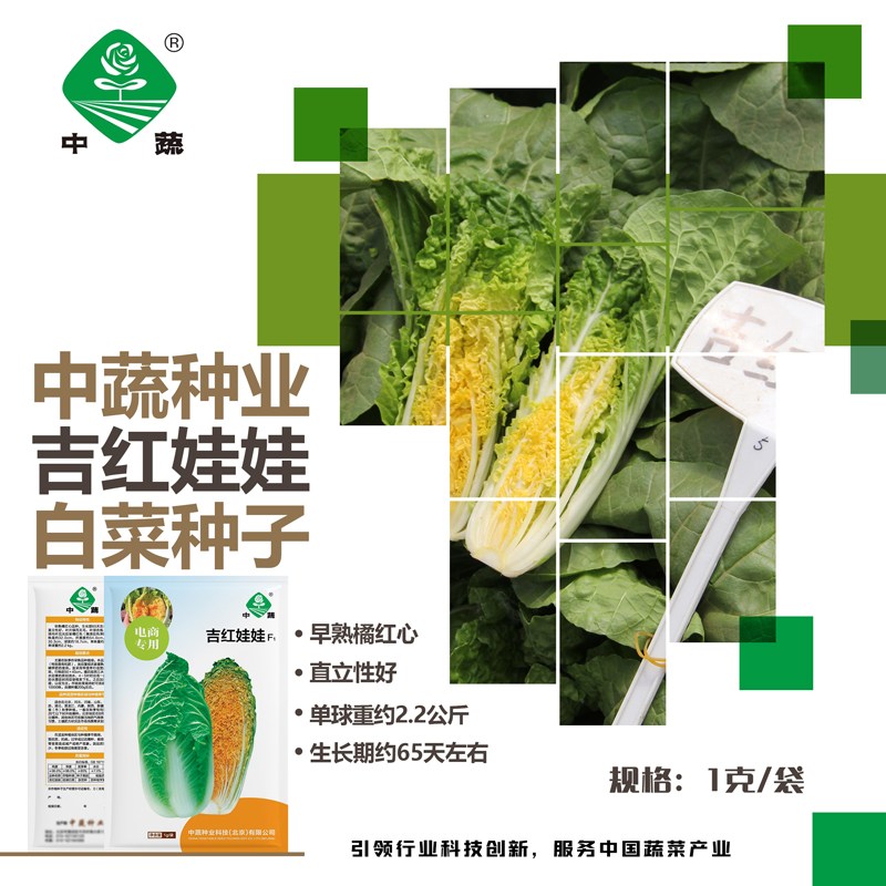 【农科院】中蔬娃娃菜种子优质南北方种植春耕节
