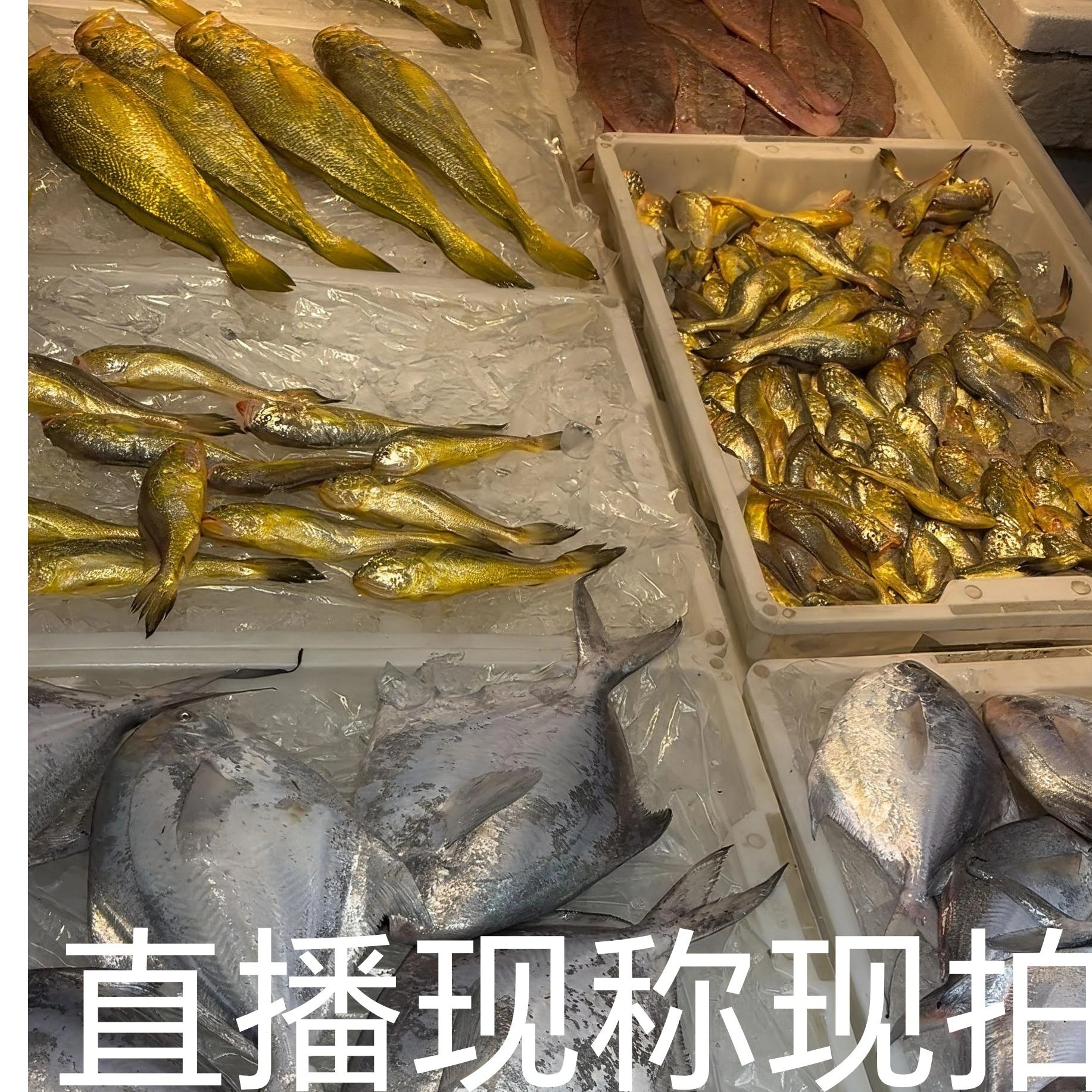 新鲜海捕野生海鲜直播组合现称现拍 3-5斤一份