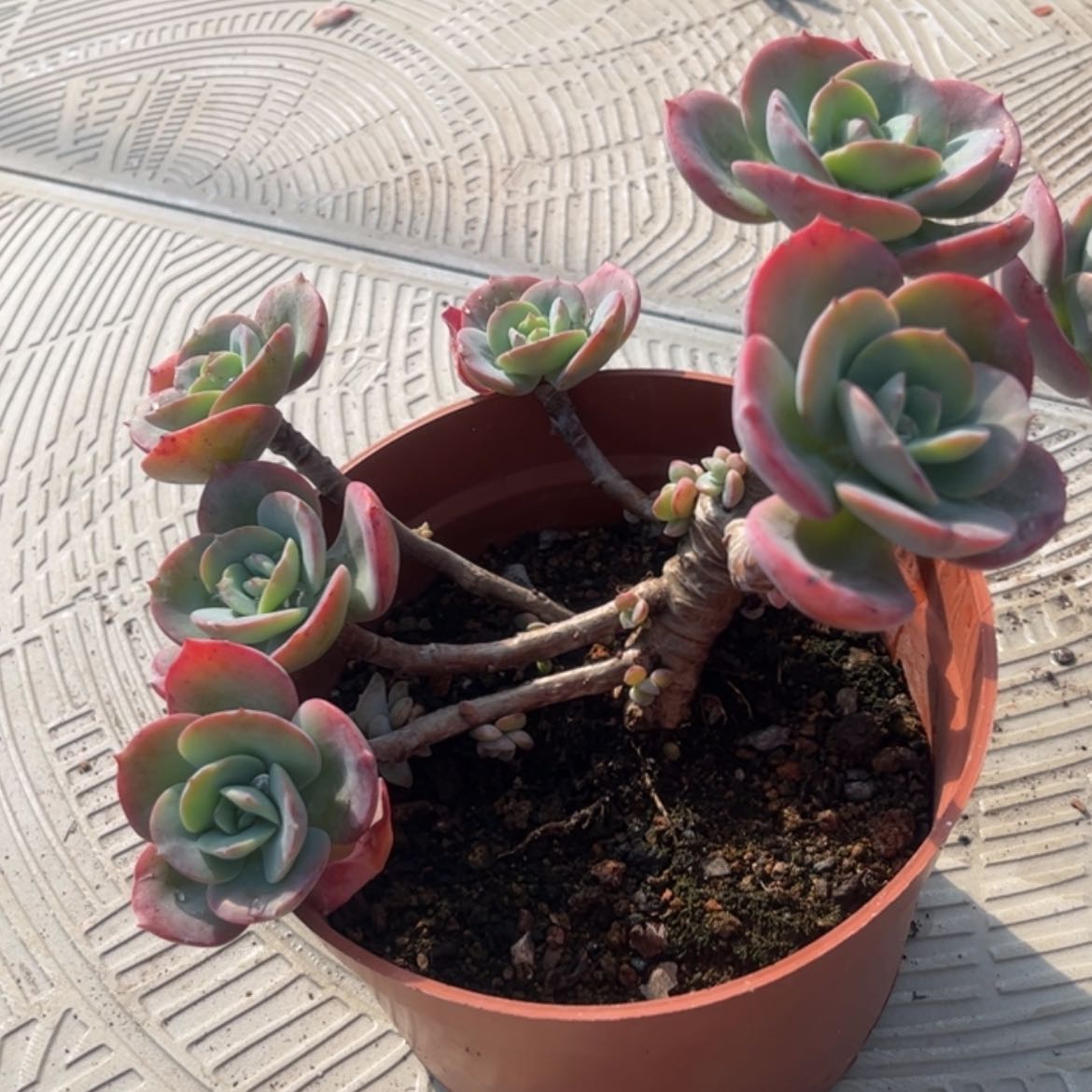 【闪购商品】无花朵邱*姐