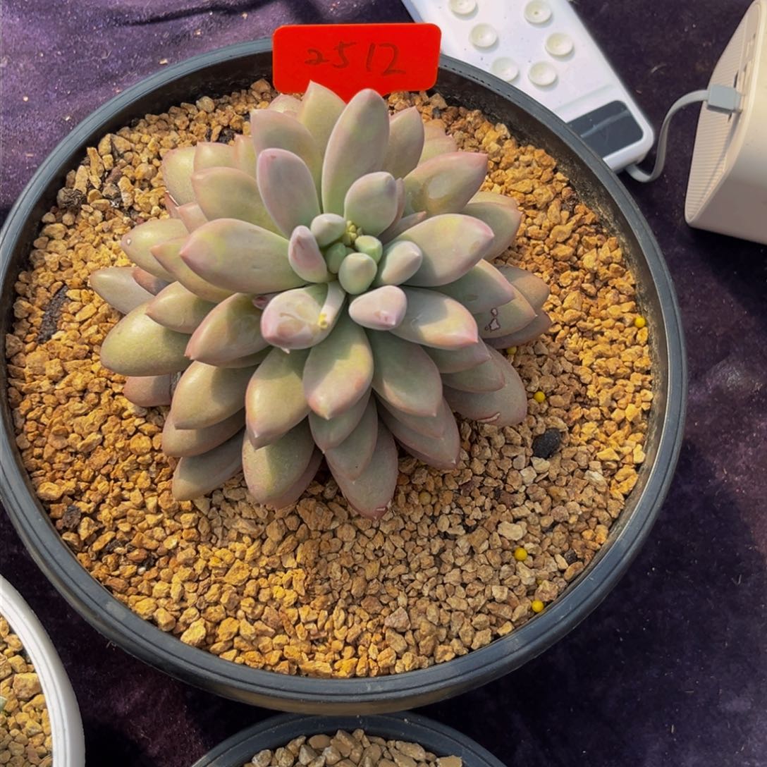 廖*2512上午多肉植物群生