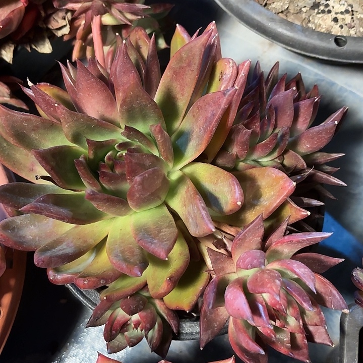 弗兰克多肉植物大大