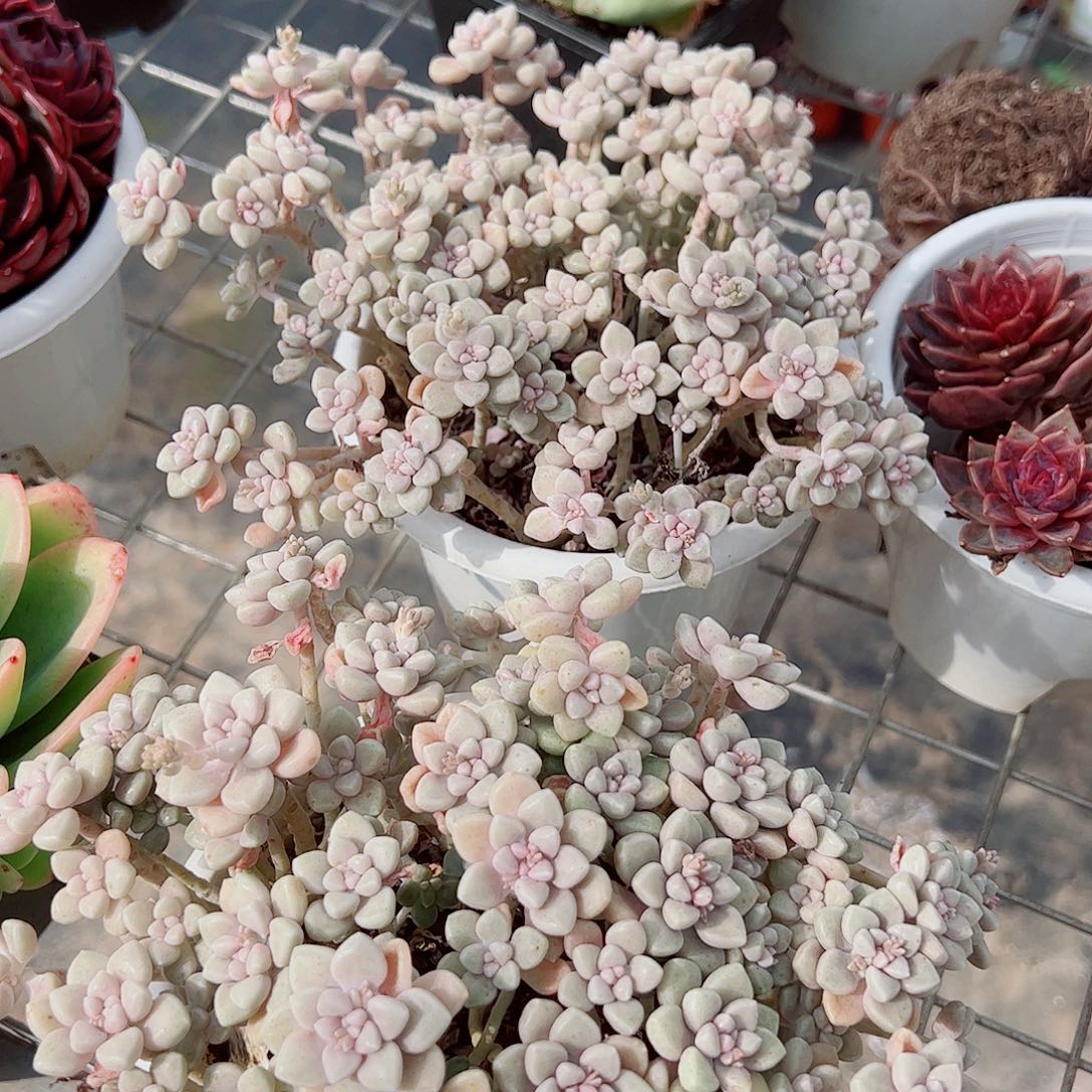 丸叶姬秋丽整装带盆土