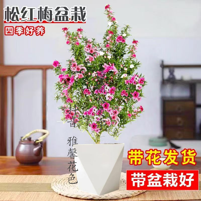CZ带花苞松红梅四季耐养耐晒耐寒适宜阳台盆栽花卉