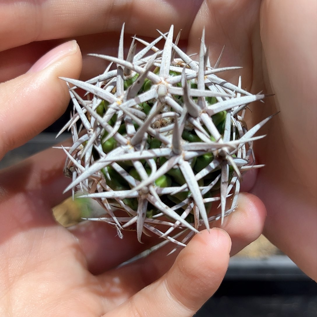 5cm实生优选白粗刺碧岩玉