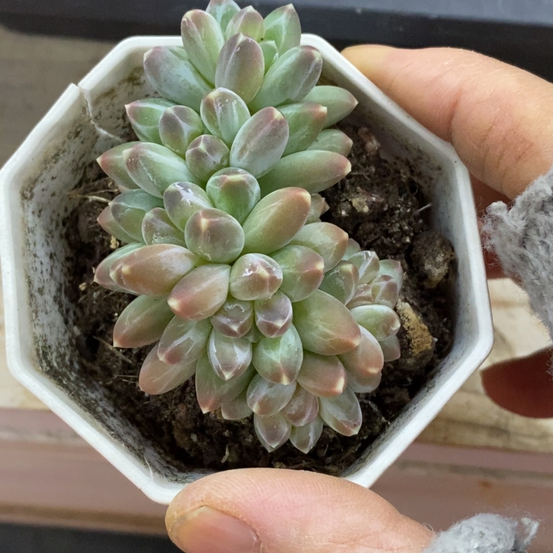 精品多肉一物一拍不包整200