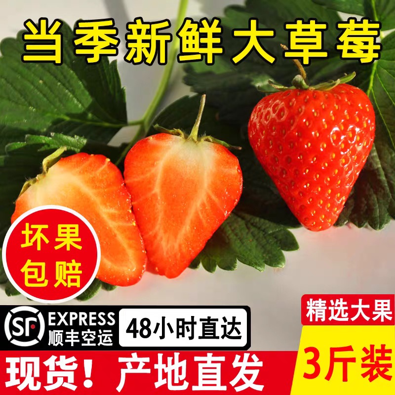 【顺丰包邮】正宗丹东九九草莓鲜果 坏果包赔 3斤装 净重1400g99红颜辽宁省