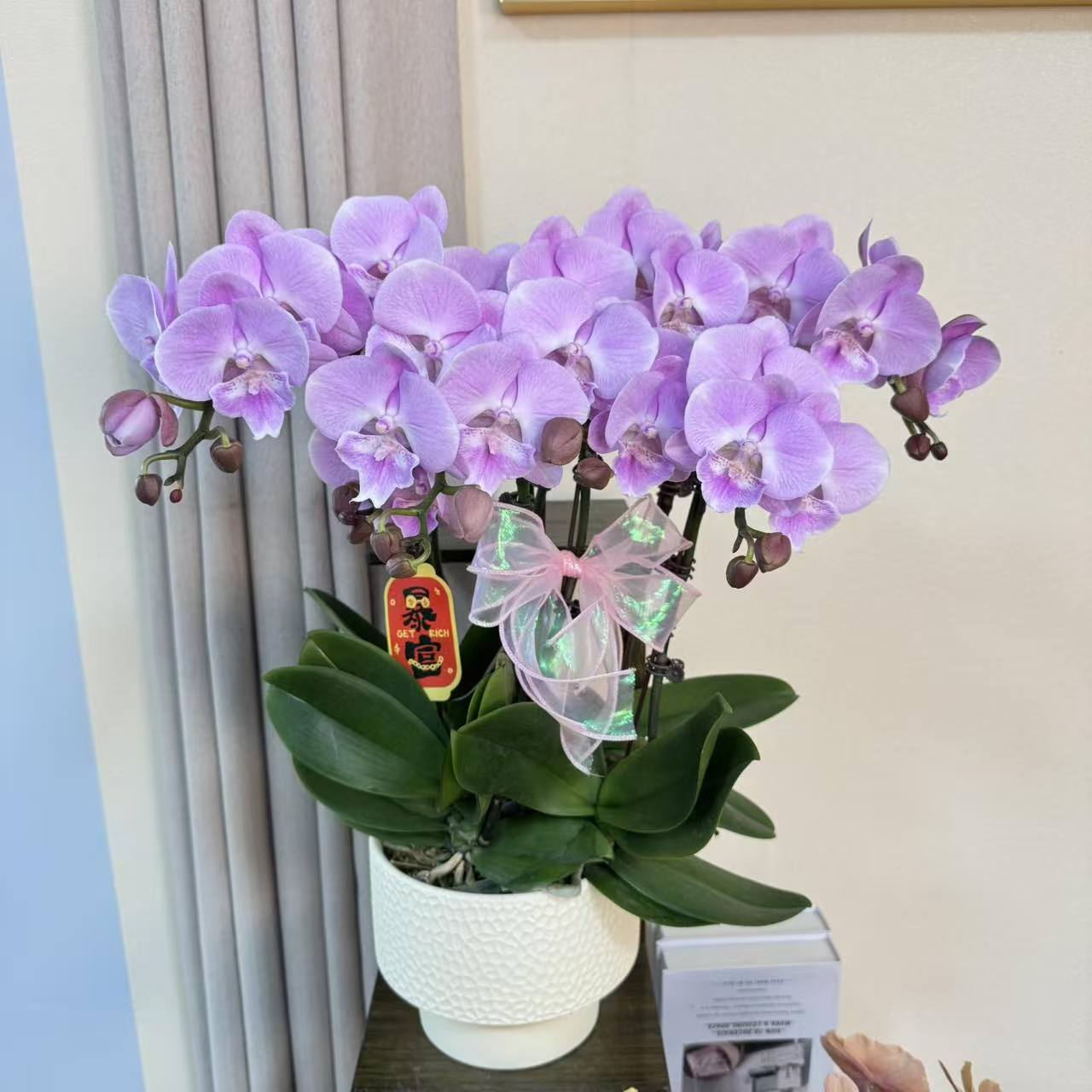 蝴蝶兰 【粉迷雾】送人送礼 乔迁之喜 鲜花绿植 佛山基地直发