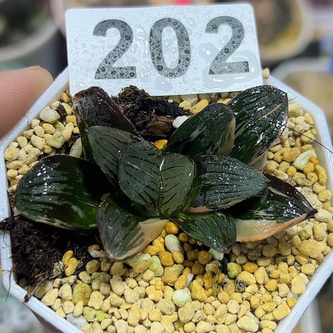 夜想之森锦十二卷多肉植物