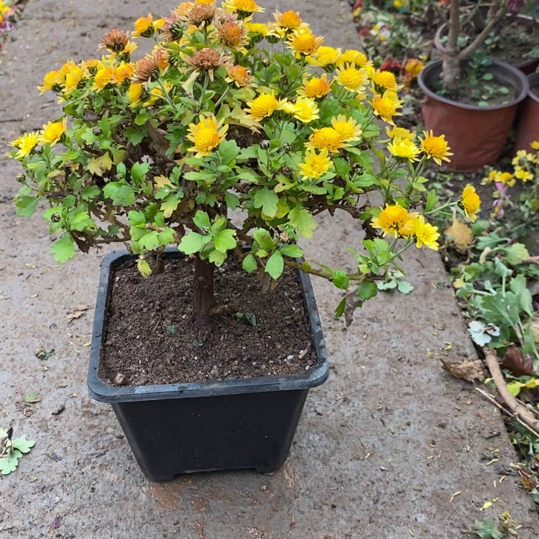 乡***月无花朵盆景盆景30