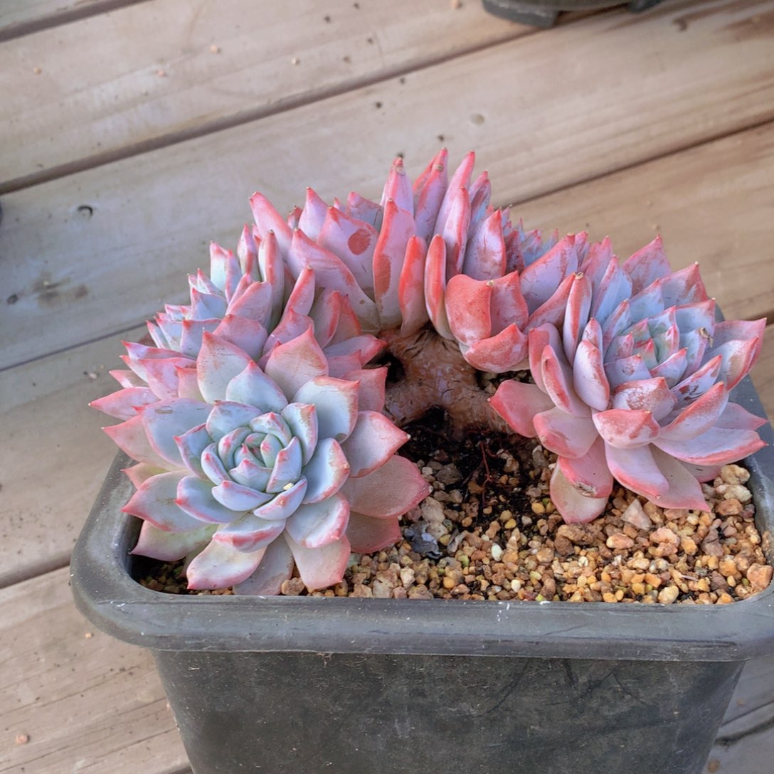 美***。精品多肉植物花卉盆栽花卉