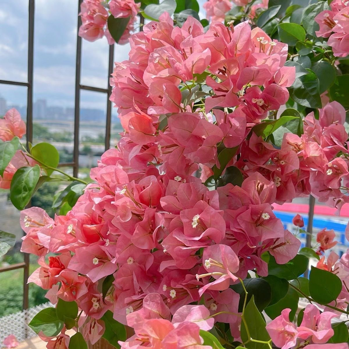 【不甜西瓜】原生袋苗三角梅梅影专享