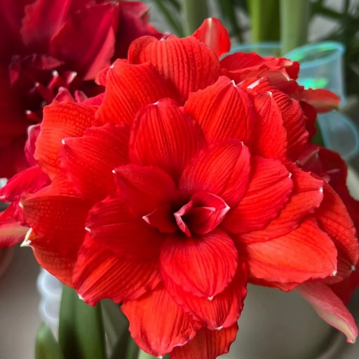 （小花匠花坊）蒂卡角龙～重瓣，秘鲁进口朱顶红种球