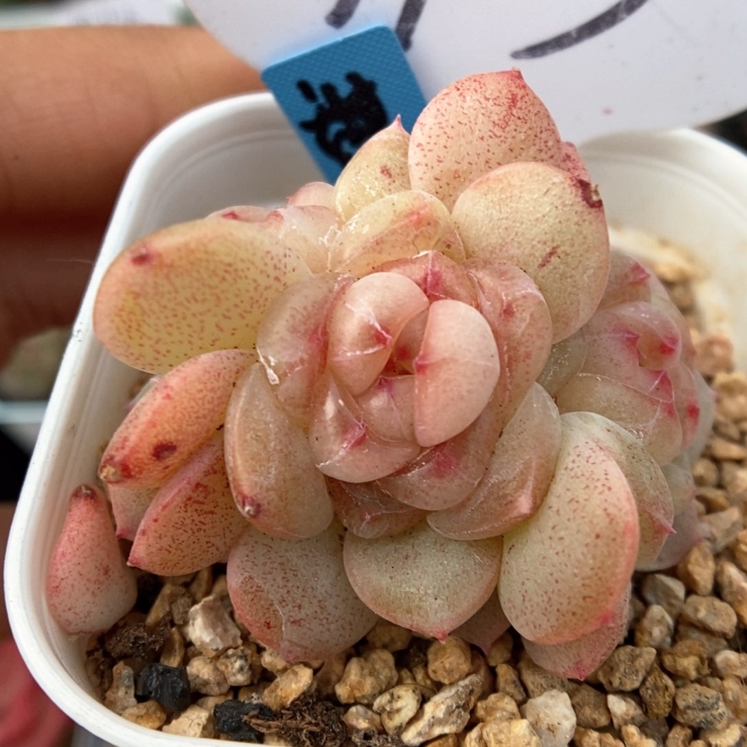 甜心群生可拍713号。 