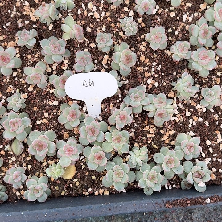 天***师如图麦芽糖叶插61号随机20个不售后