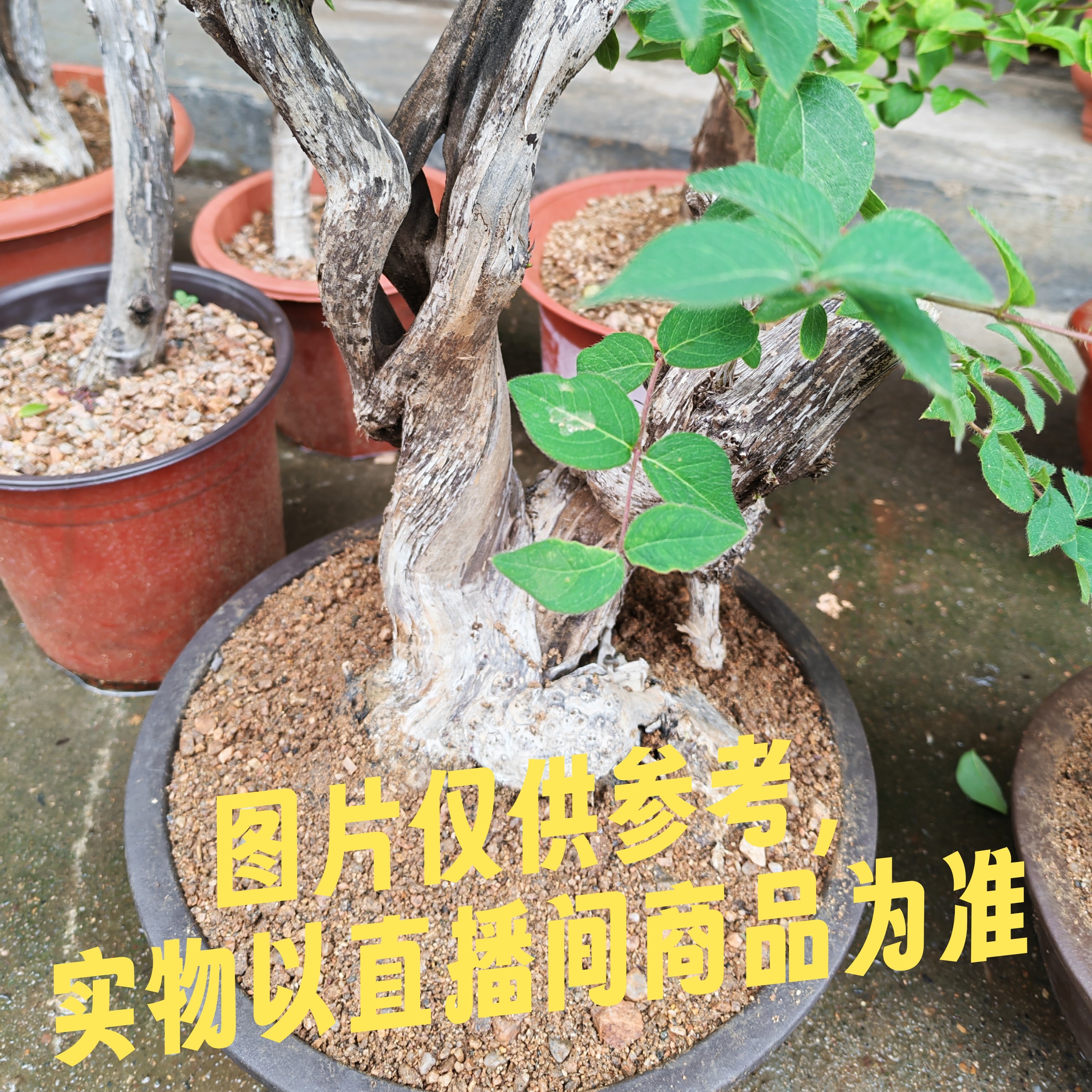 【新号开播福利】爱心果老桩