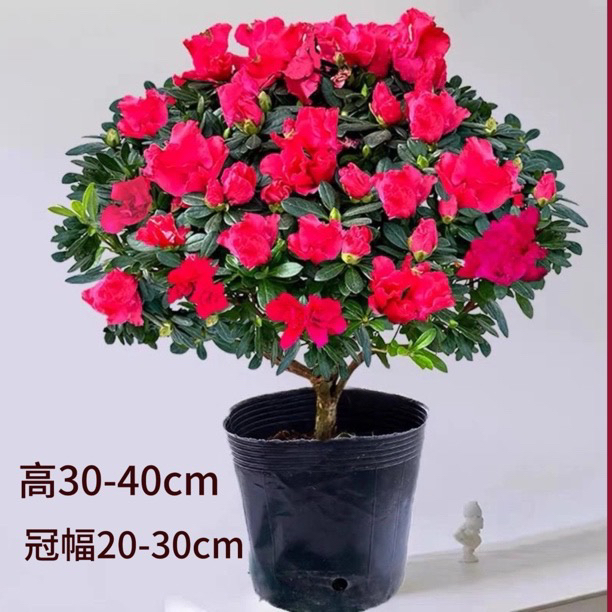 杜鹃花盆栽带花苞四季开花室内外好养绿植客厅阳台庭院花卉
