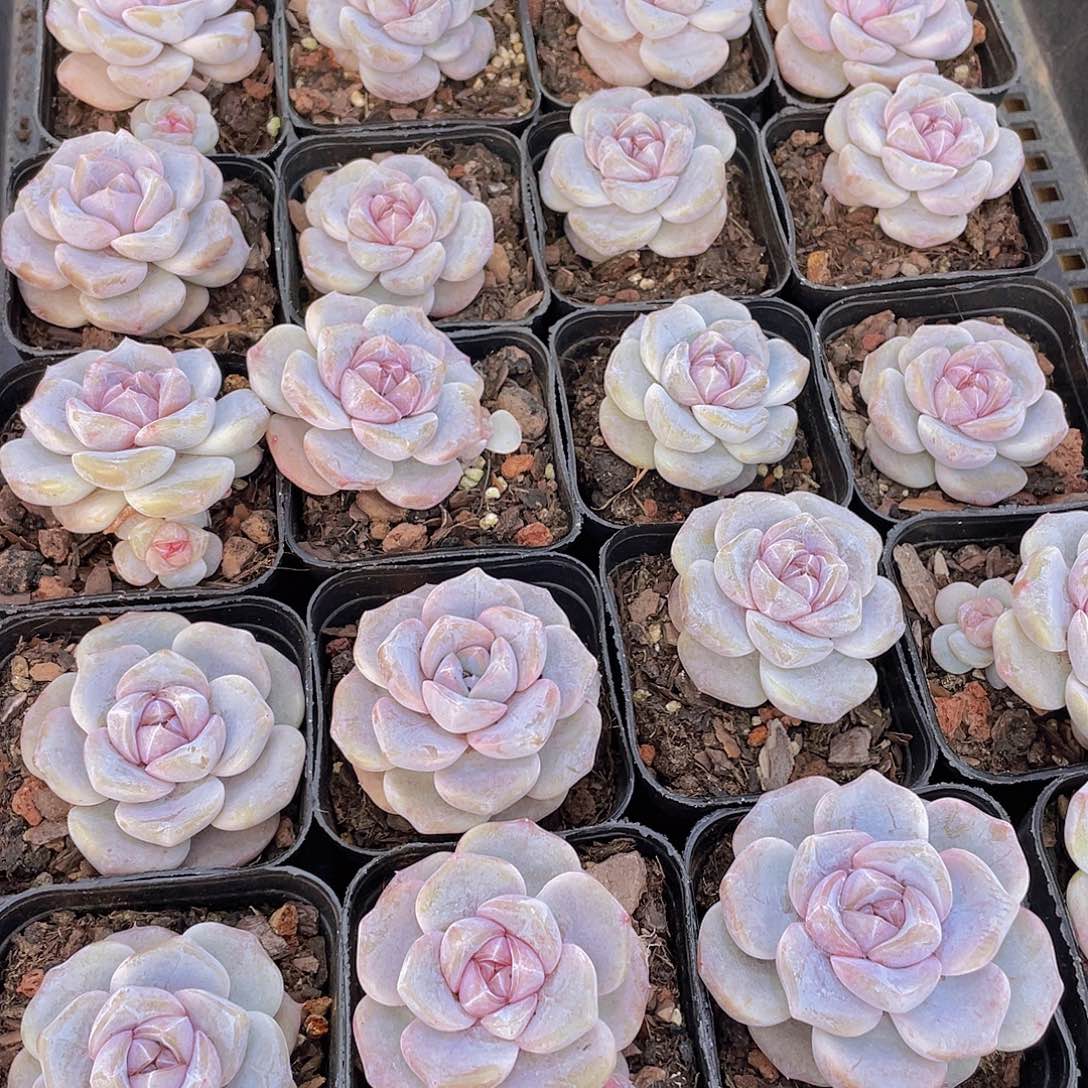 量拍9号 芋圆啵啵单头一个