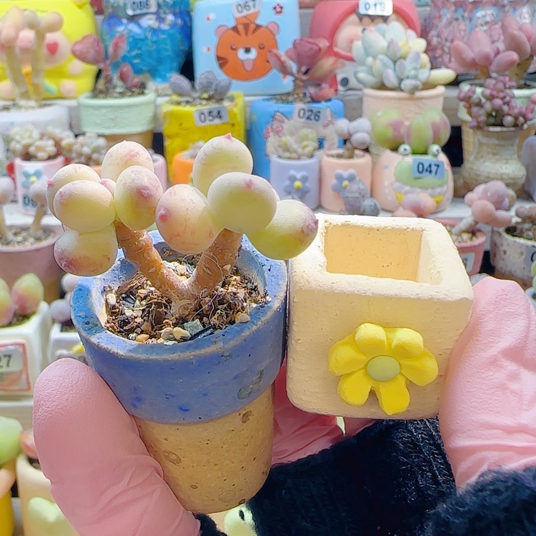 ～***～L仙女彩虹奶 种黄花盆