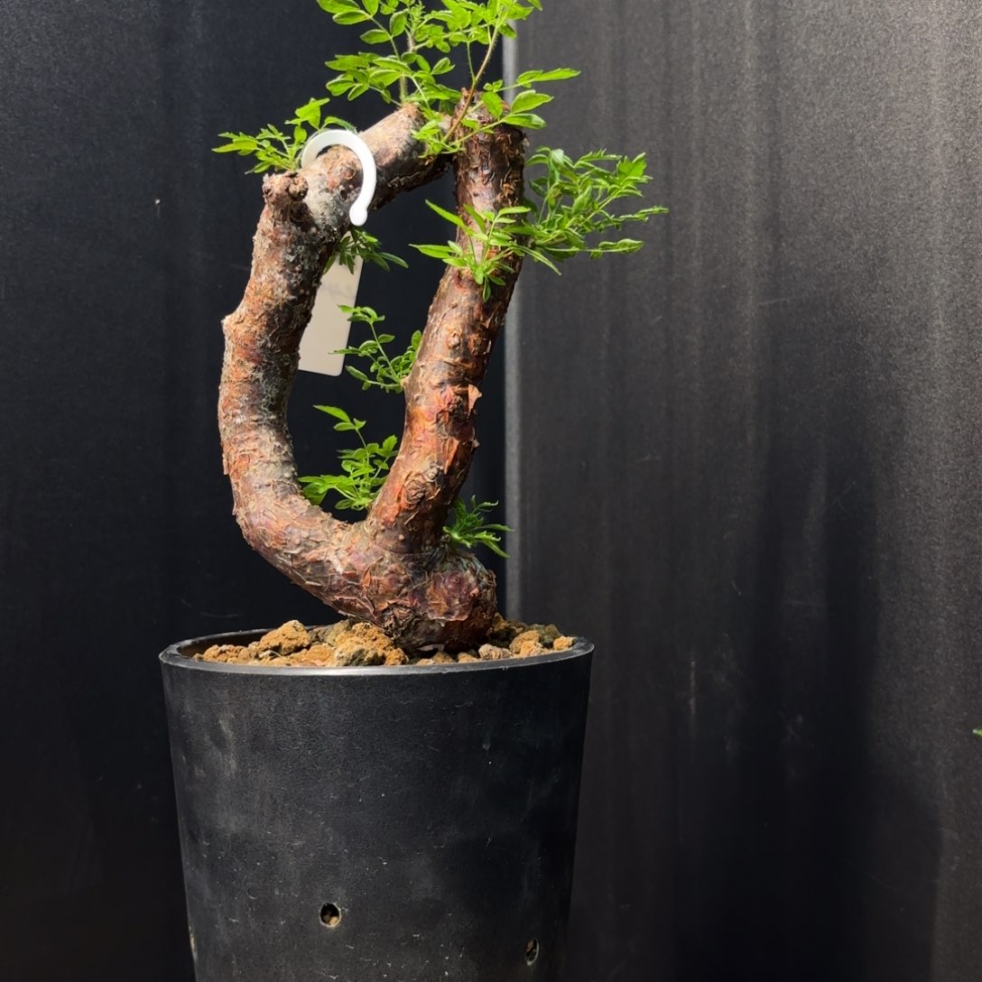 滔天橄榄熟桩带盆土