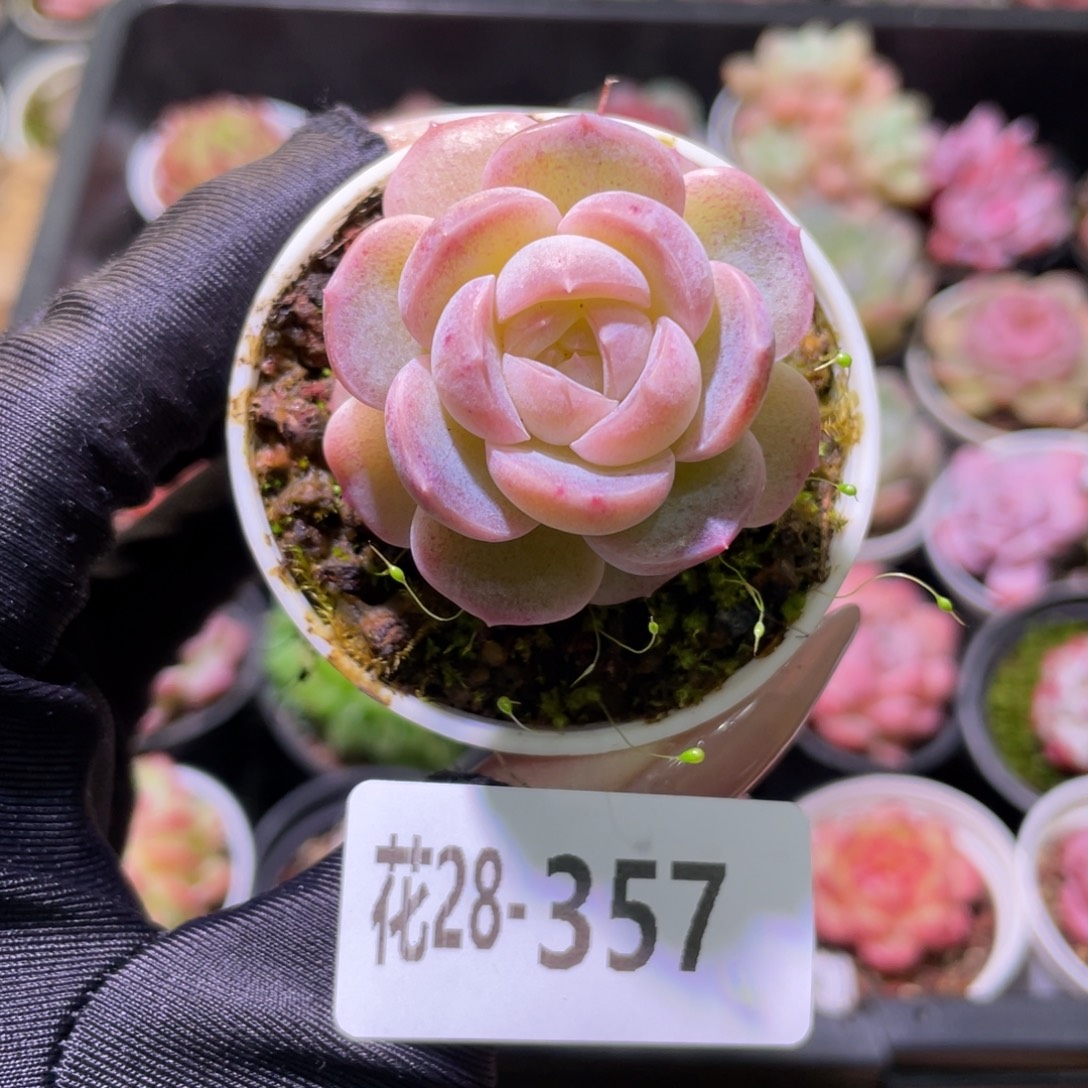 花利美28-357新品