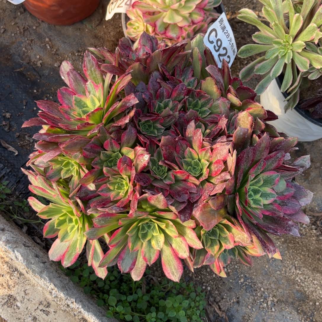 923多肉植物安娜