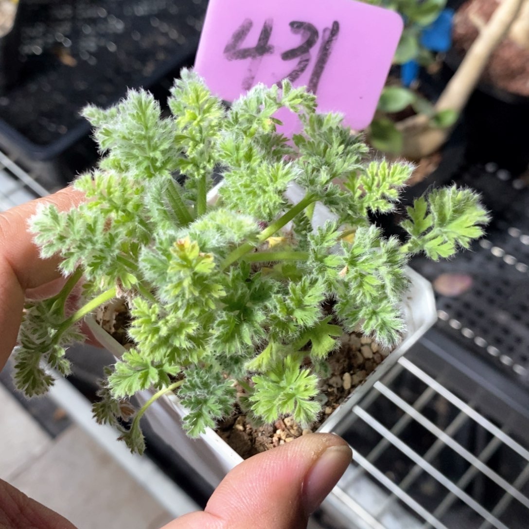 羽叶洋葵多肉植物
