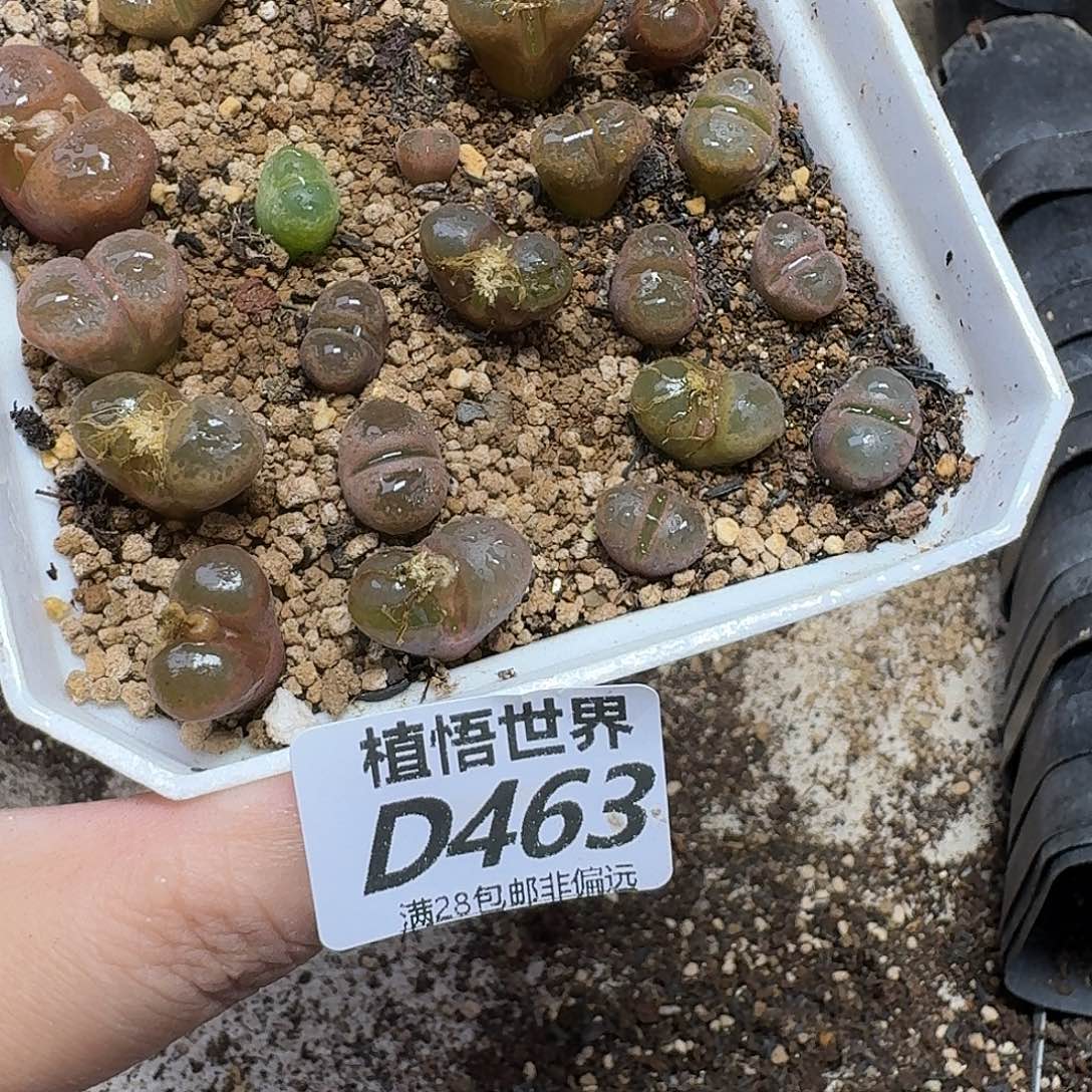 多肉植物的润泽fbbnn