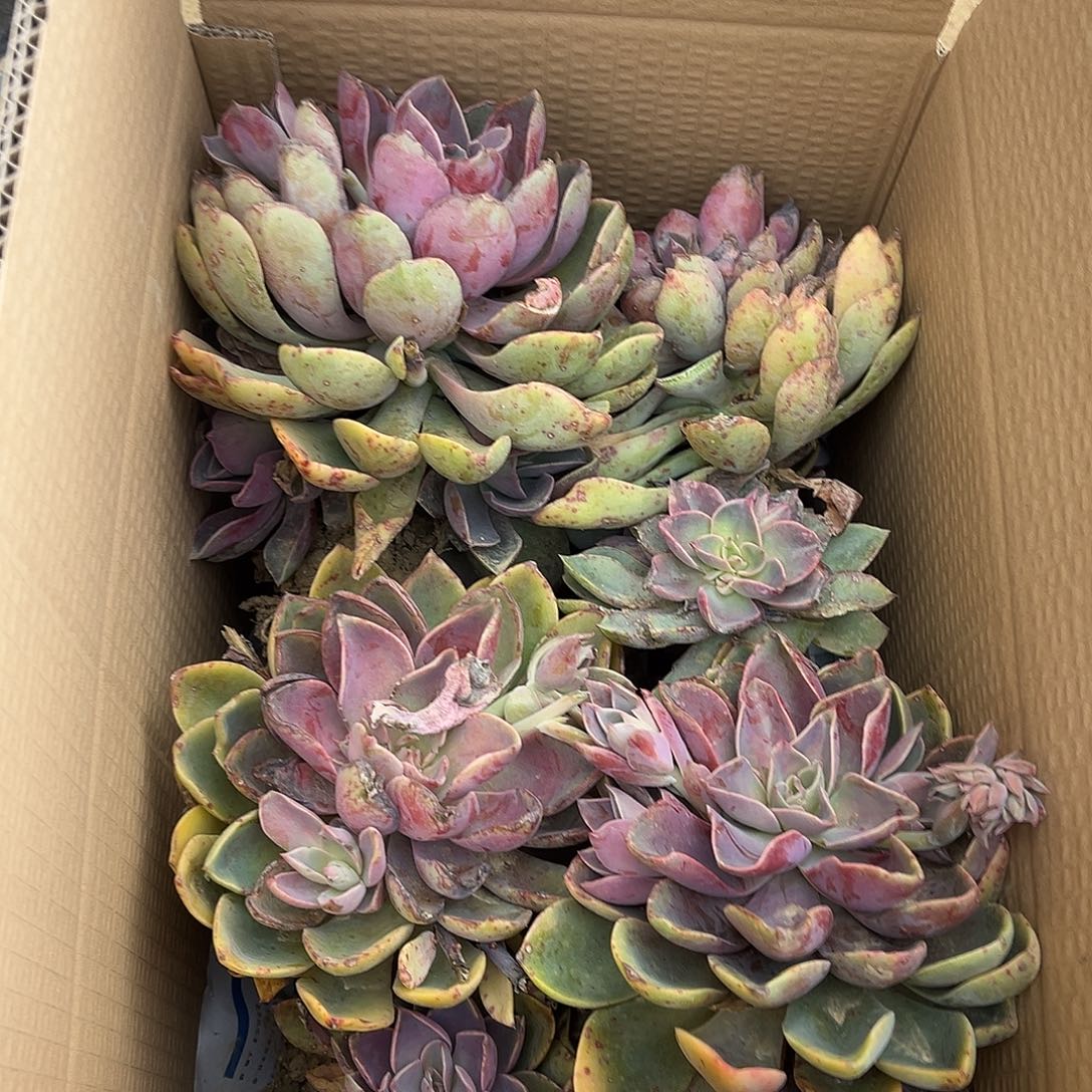 N****9号紫气东来不售后