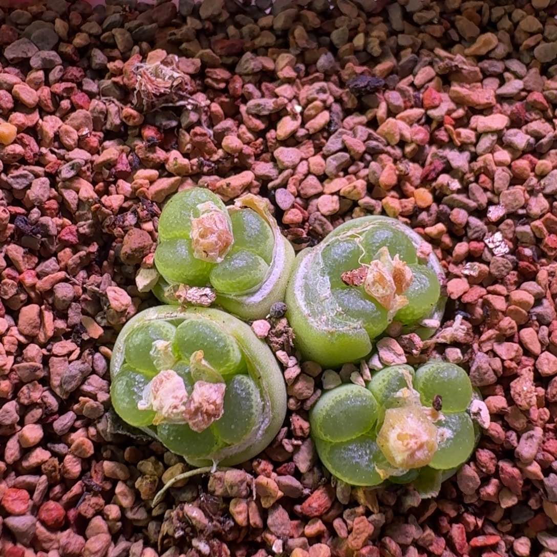 云缦精品番杏4.5 十头绿翻窗