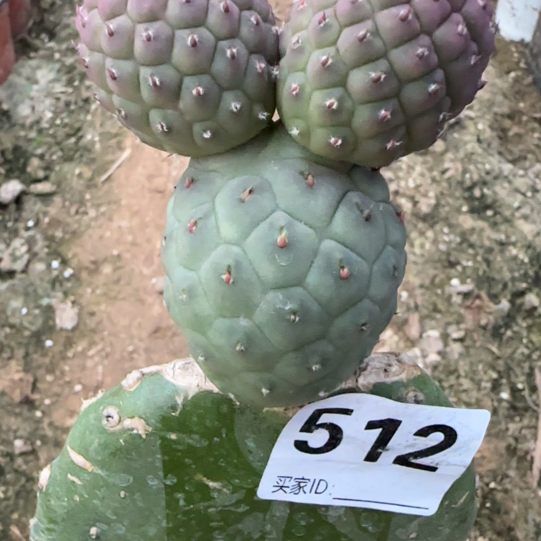 【闪购商品】无花朵下播福利512