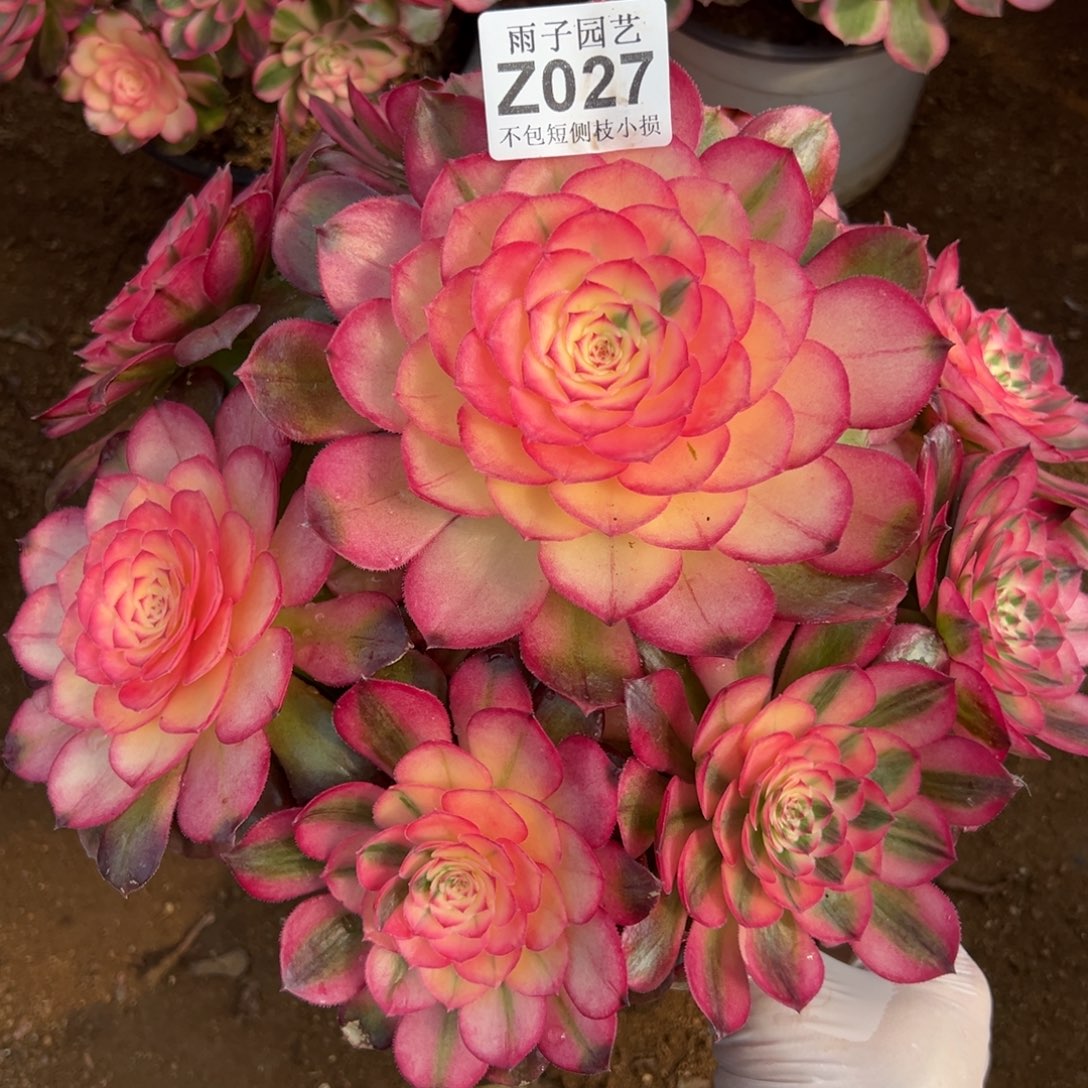 027荔枝尺寸30左右特价追光