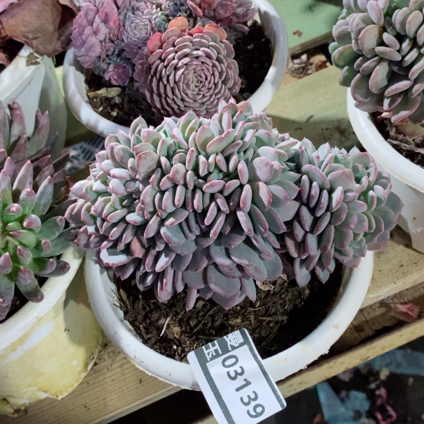 【闪购商品】玛瑙缀03139