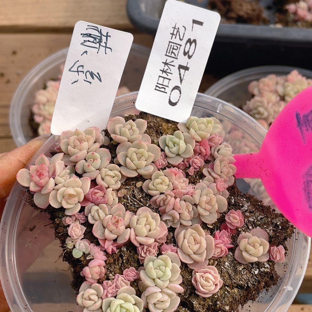 量拍多肉植物多肉植物481