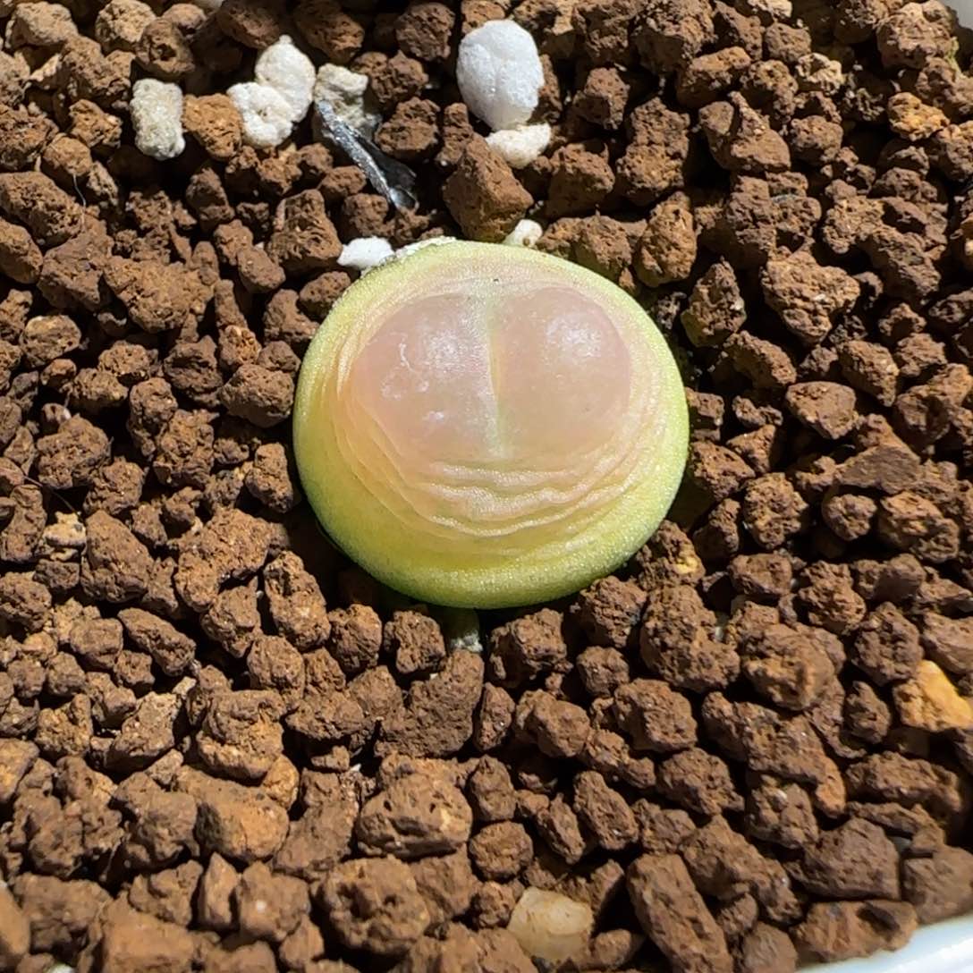 肉锥多肉植物组合-sh1200拉登1203