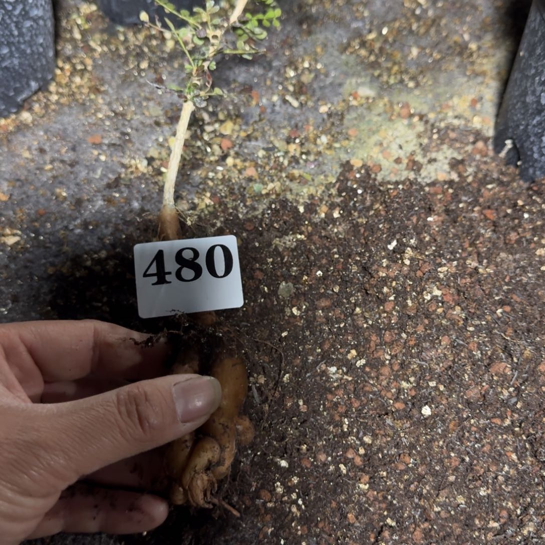 发***薯象足漆树实生多肉植物