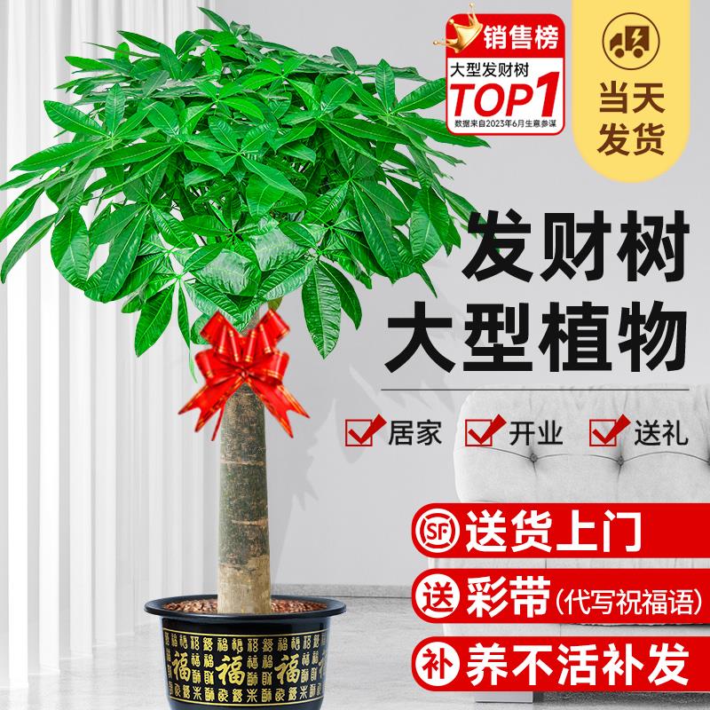 发财树客厅盆栽大室内大型步步高招财树绿植物办茶台招龟背竹老桩