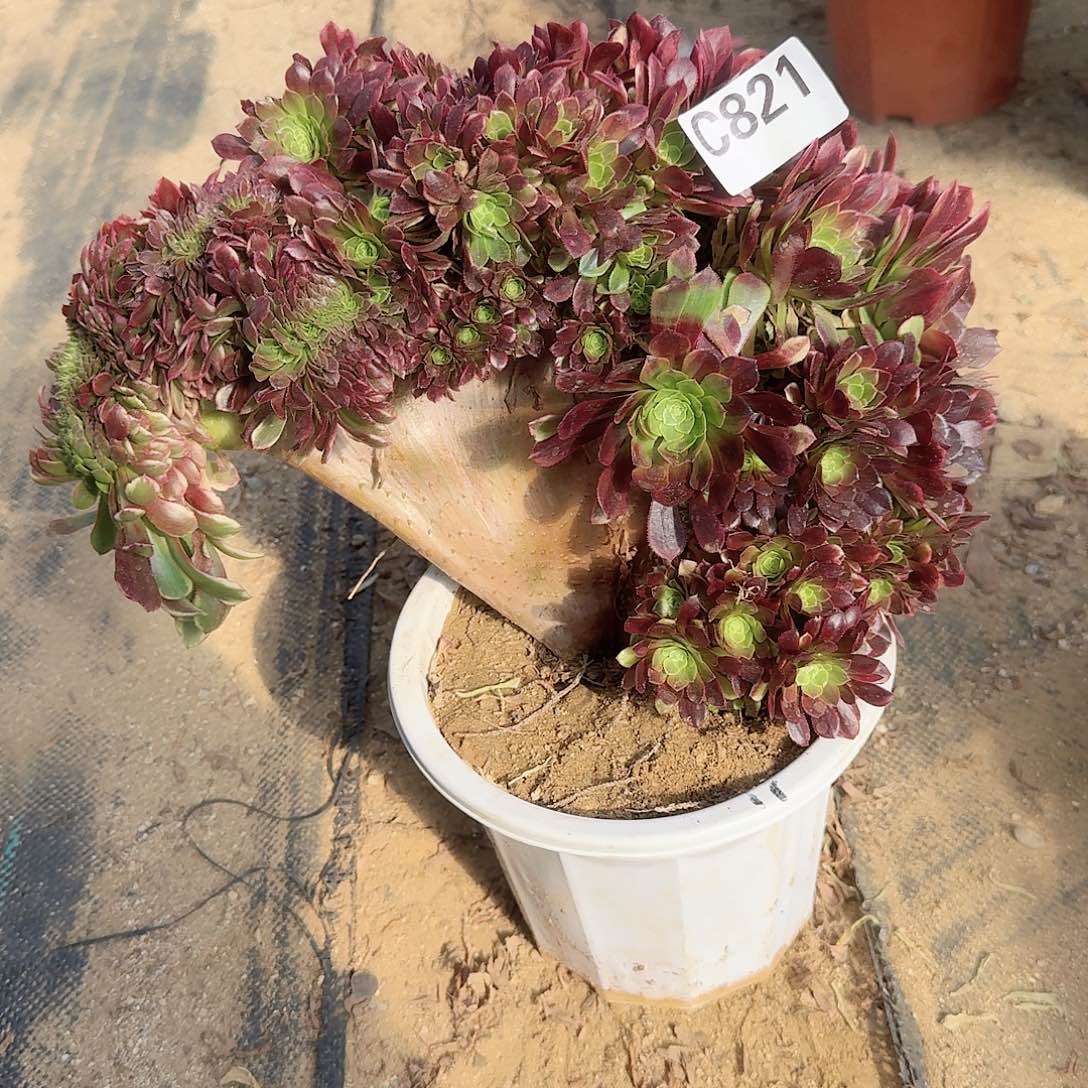 821嘉年华朵朵一颗有伤