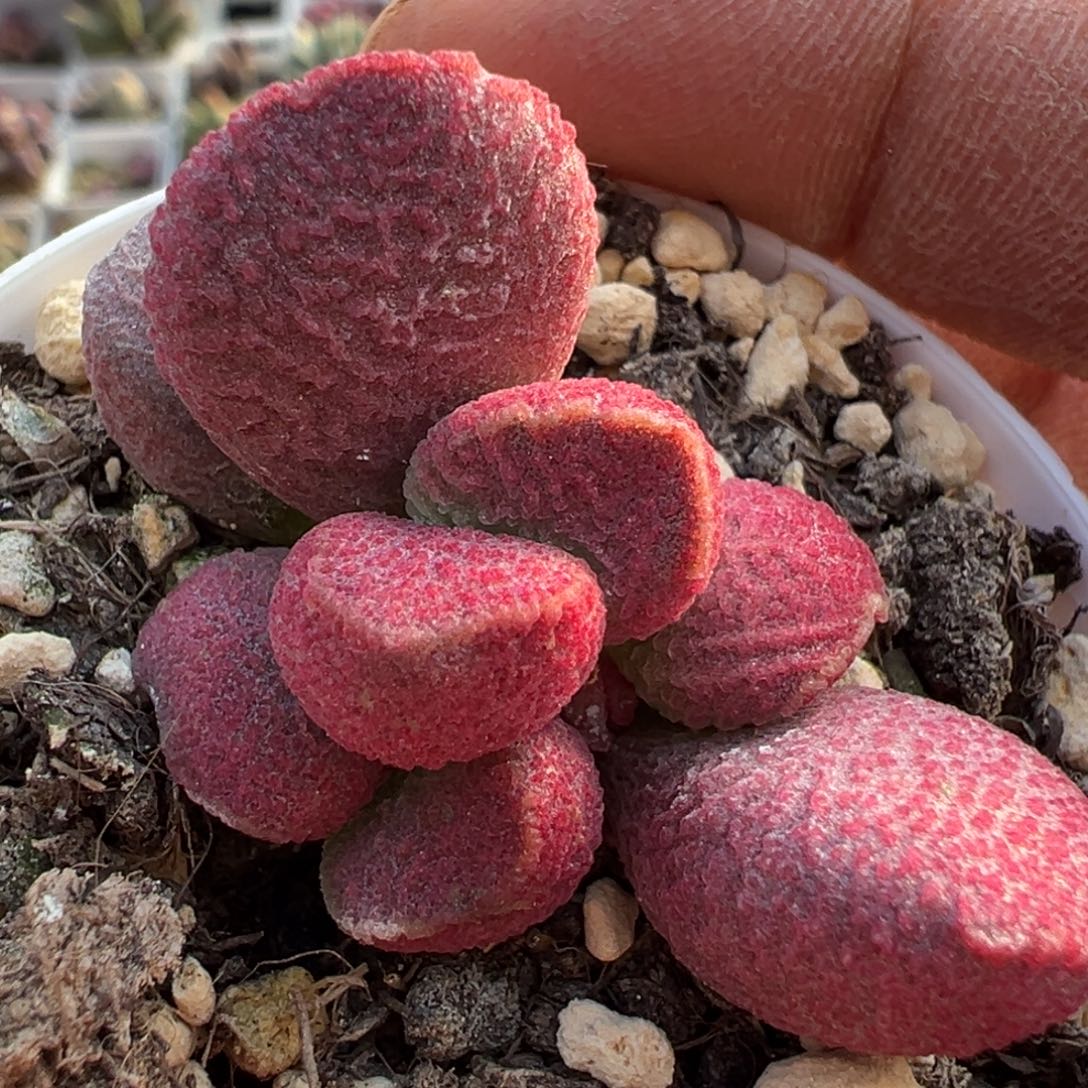 夏娃水泡多肉植物水泡