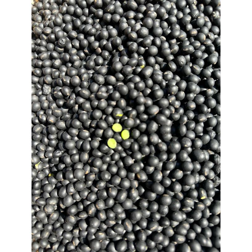 广西桂林本地绿心黑豆