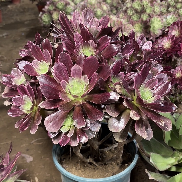 多肉植物赤霞飞拉丝19