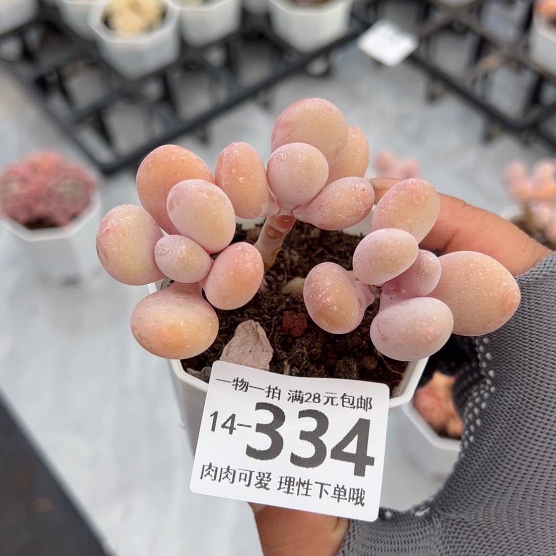 蛋黄奶多肉多多肉多肉