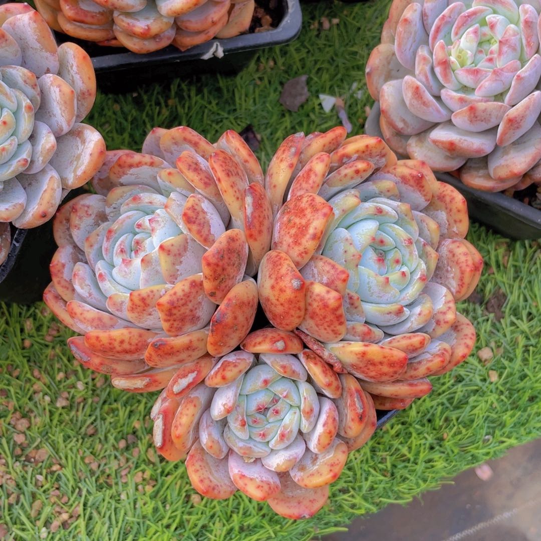 Liiiiii 三头橙子老桩