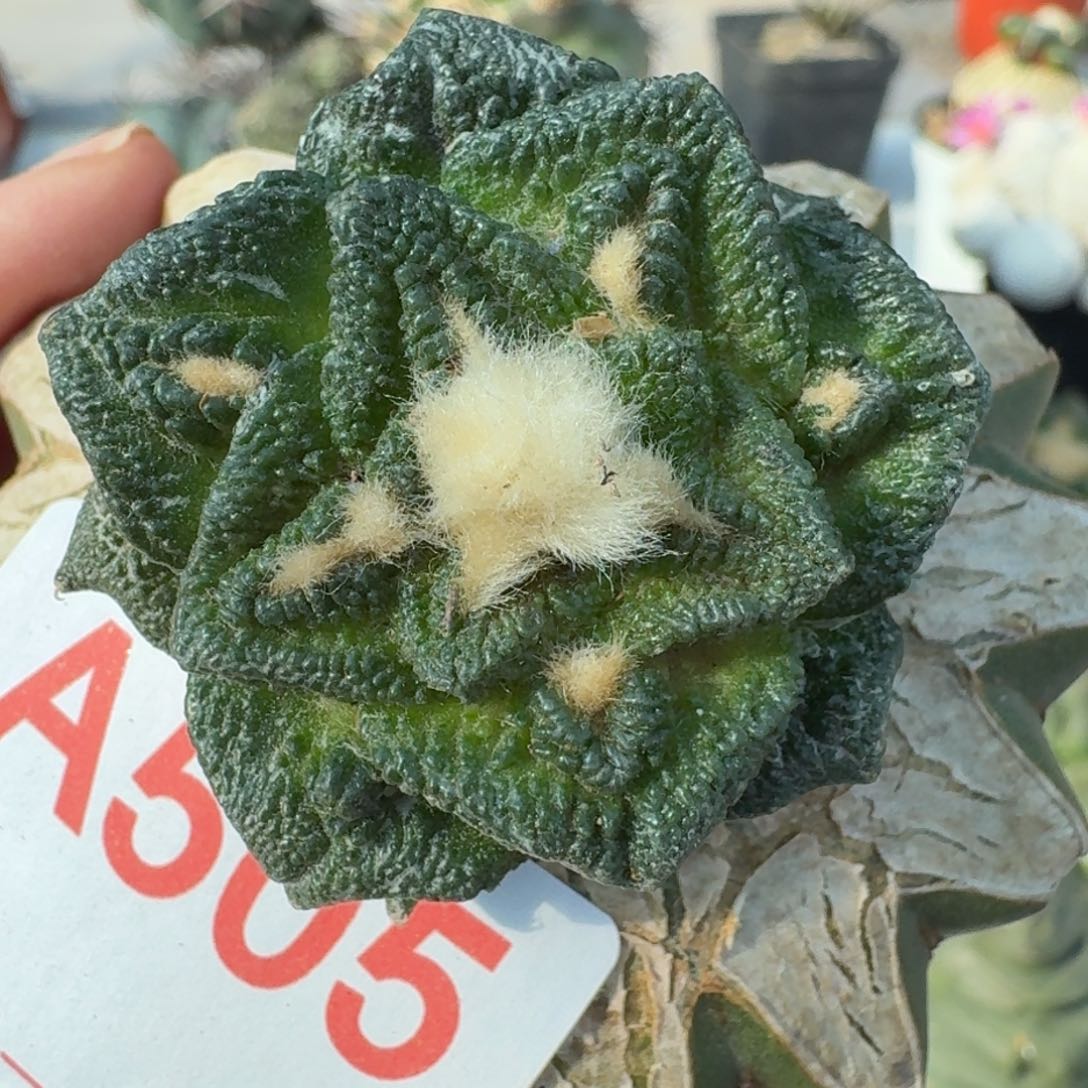 【闪购商品】大尤螺旋辛顿505