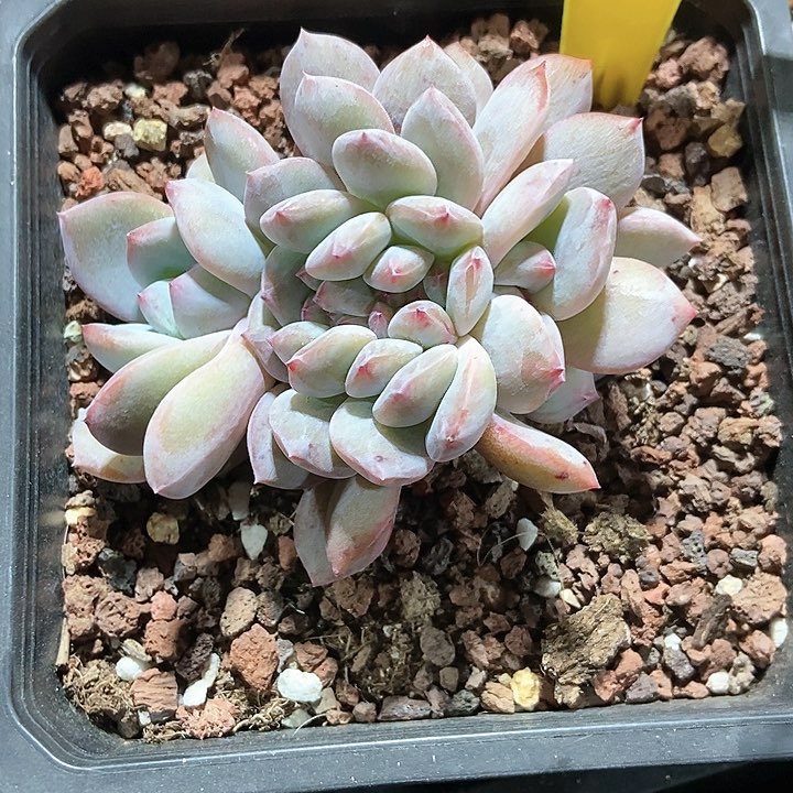 多肉植物橙子缀555