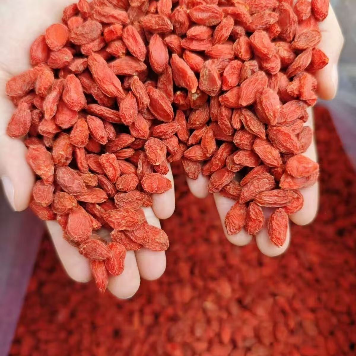 【到手3包】头茬枸杞免洗干货可泡茶泡酒50克