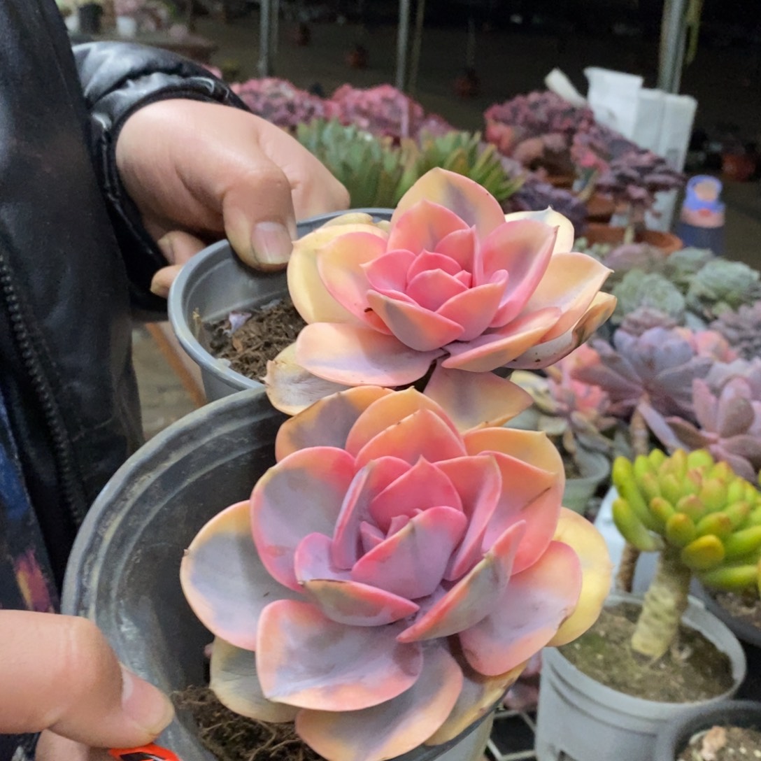 彩虹单头老桩两盆